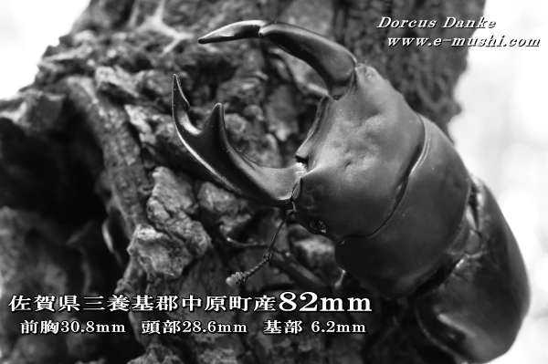 佐賀県産オオクワガタ　♂８２ｍｍ