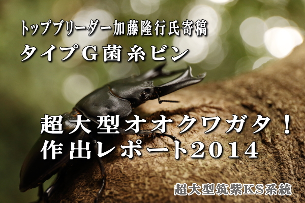 タイプＧ菌糸ビン 加藤氏オオクワガタ作出レポート2014