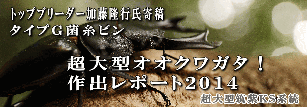 超大型血統オオクワガタ
