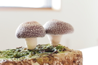(種菌トムトム)しいたけ栽培キット_イメージ