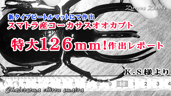 特大コーカサスオオカブト１２６ｍｍ作出レポート_イメージ