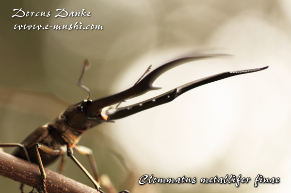 ブルー系メタリフェルホソアカクワガタ標本2♂セット 易く