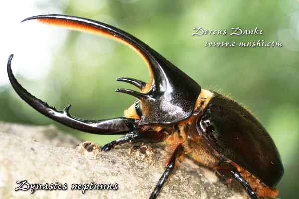 ネプチューンオオカブト