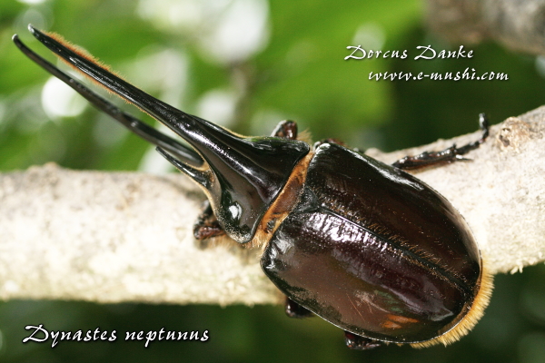 ネプチューンオオカブト