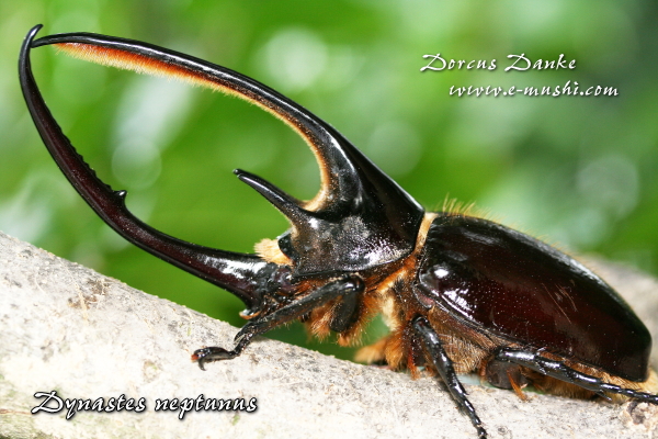 ネプチューンオオカブト