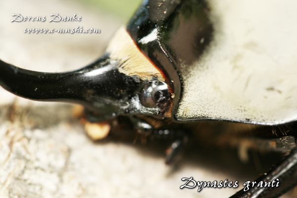 グラントシロカブト ドルクスダンケ