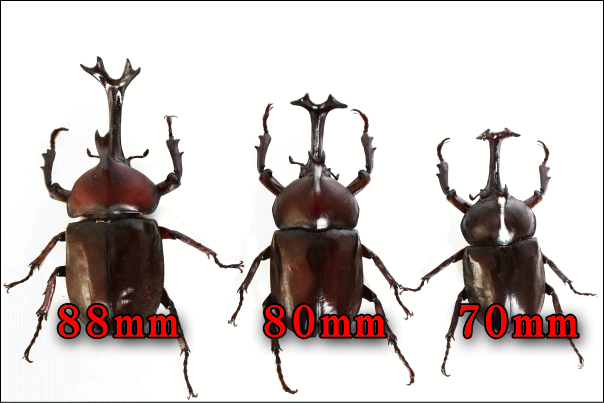 国産カブトムシ ♂80mm単品（ブリード） : Garage疾風