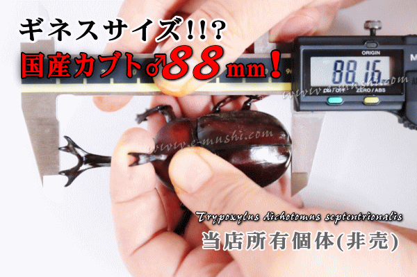 国産カブトムシ　ギネスサイズ！ ?★特大♂８８ｍｍ★