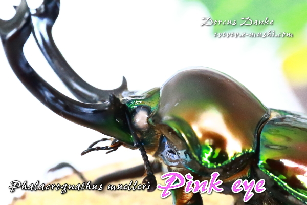 ピンクアイ ニジイロクワガタ