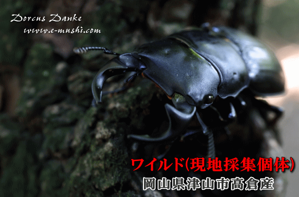 楽天市場】（昆虫）国産オオクワガタ 大阪府能勢町産 成虫 ７０〜７４ｍｍ（１ペア） 北海道・九州航空便要保温 : charm 楽天市場店