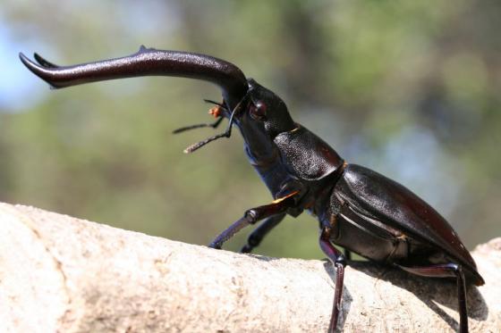 マンディブラリスフタマタクワガタ ドルクスダンケ