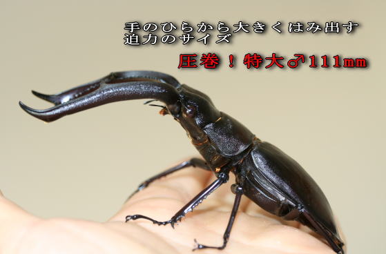 マンディブラリスフタマタクワガタ