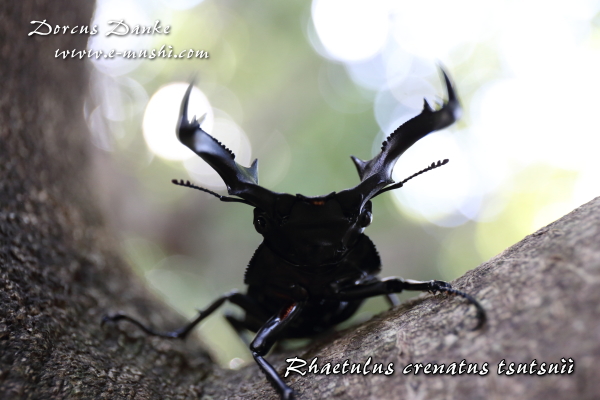 ツツイシカクワガタ