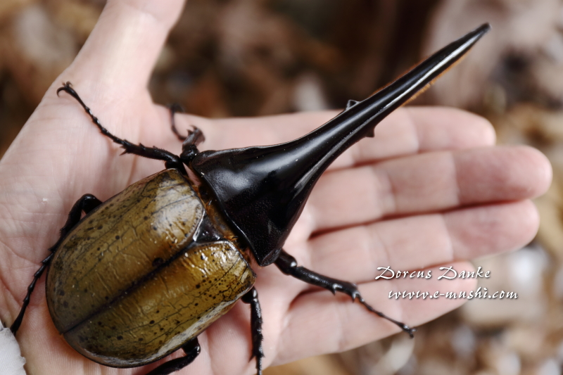 ヘラクレス・ヘラクレス（ヘラクレスオオカブト）｜ドルクスダンケ 