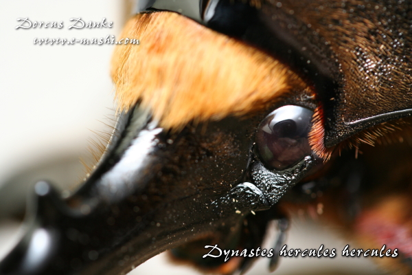 ヘラクレスオオカブト ヘラクレス・ヘラクレス