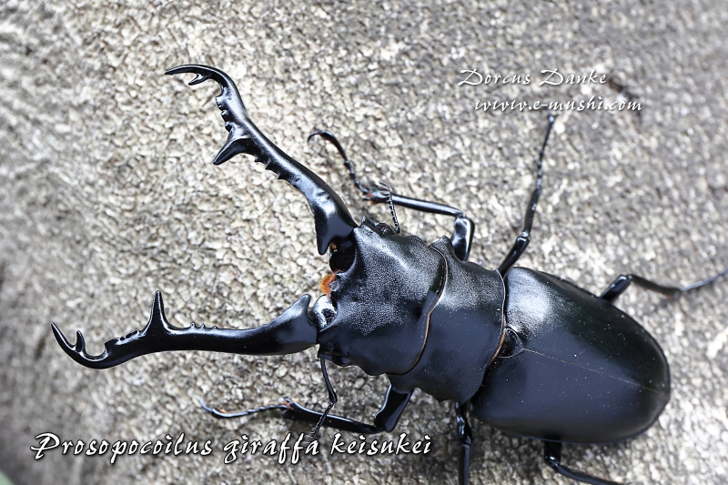 クワガタ 発音 英語