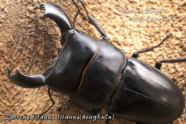 ブリード ベンクール産スマトラオオヒラタクワガタ