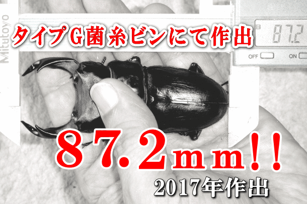 極上！ヒマラヤひらたけ菌糸瓶　特大1500ml【6本】国産オオクワ85ミリ実績！ クワガタ幼虫が巨大化！極上ヒマラヤひらたけ菌糸瓶☆1500ml