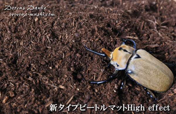 カブトムシ マット 