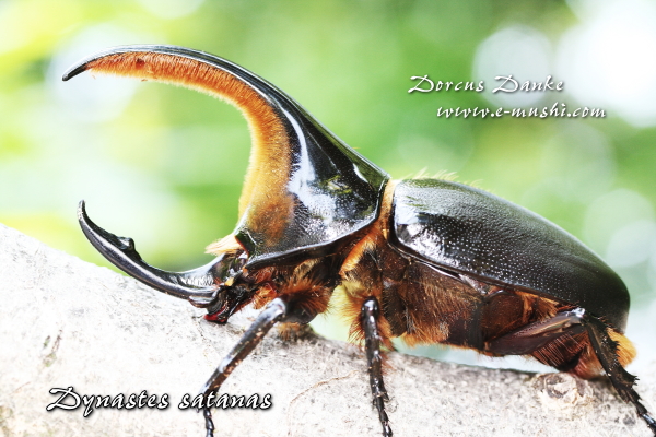 サタンオオカブト