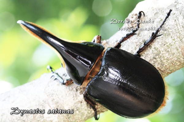 サタンオオカブト