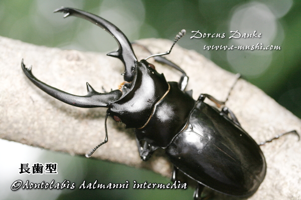 インターメディアツヤクワガタ