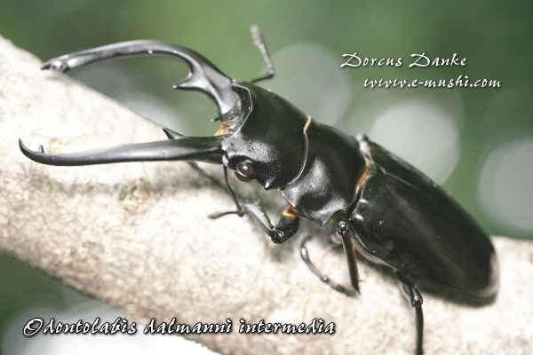 インターメディアツヤクワガタ