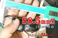 超大型筑紫KS系統オオクワガタ幼虫_イメージ