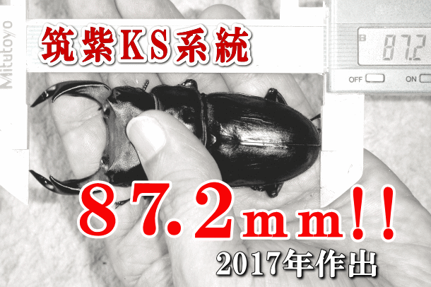 超大型筑紫KS系統オオクワガタ成虫