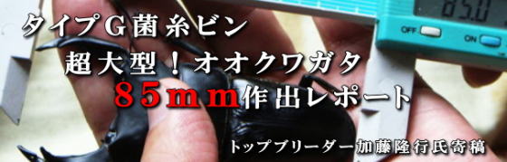 超大型血統オオクワガタ