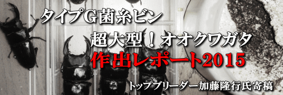 超大型血統オオクワガタ