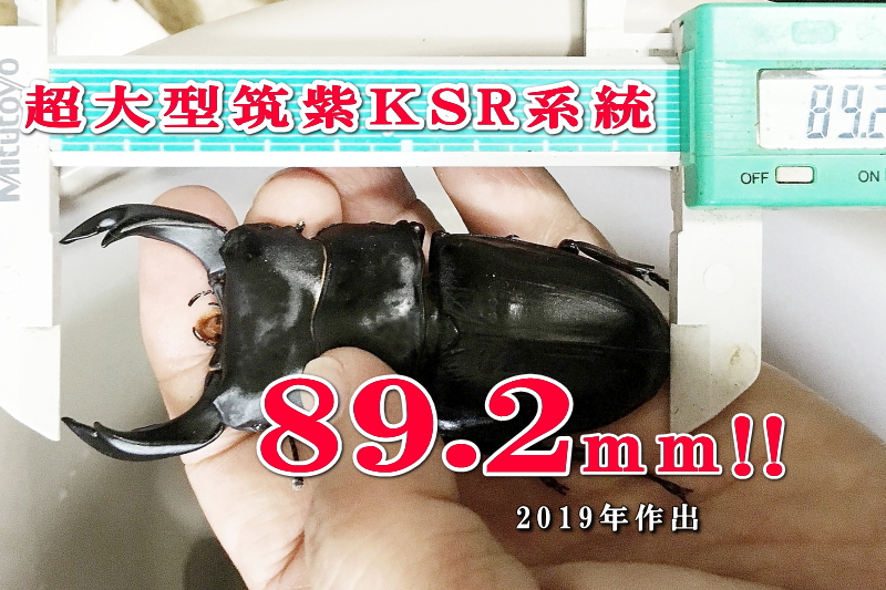 超大型筑紫KS系統オオクワガタ成虫