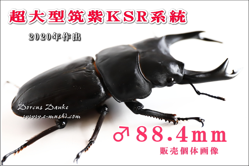 超大型筑紫KSR系統オオクワガタ成虫