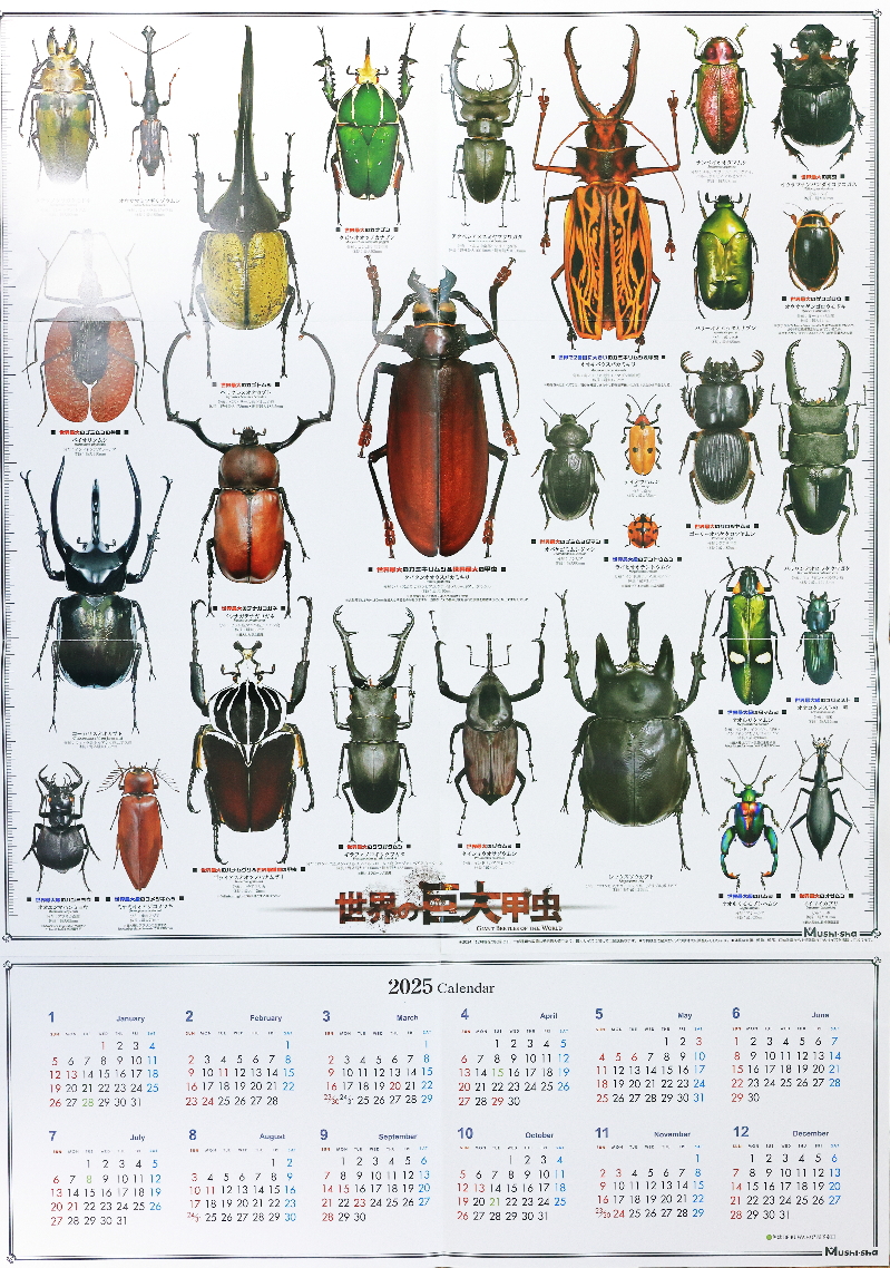 クワガタ カブトムシ カレンダー 2024年