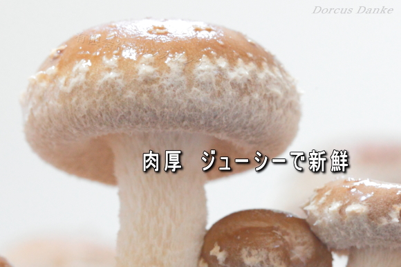 しいたけページ No.1 【幻の椎茸 黒香】原木しいたけ | 熊本県椎茸農業協同組合