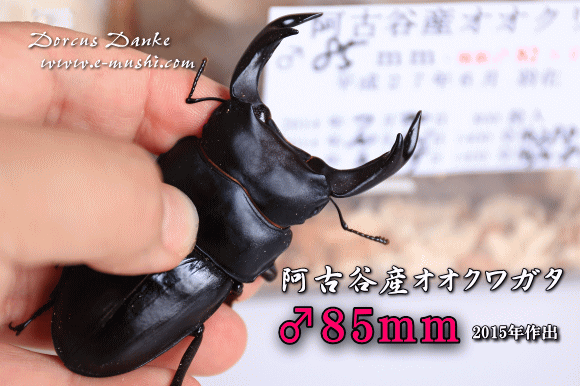 阿古谷産オオクワガタ 