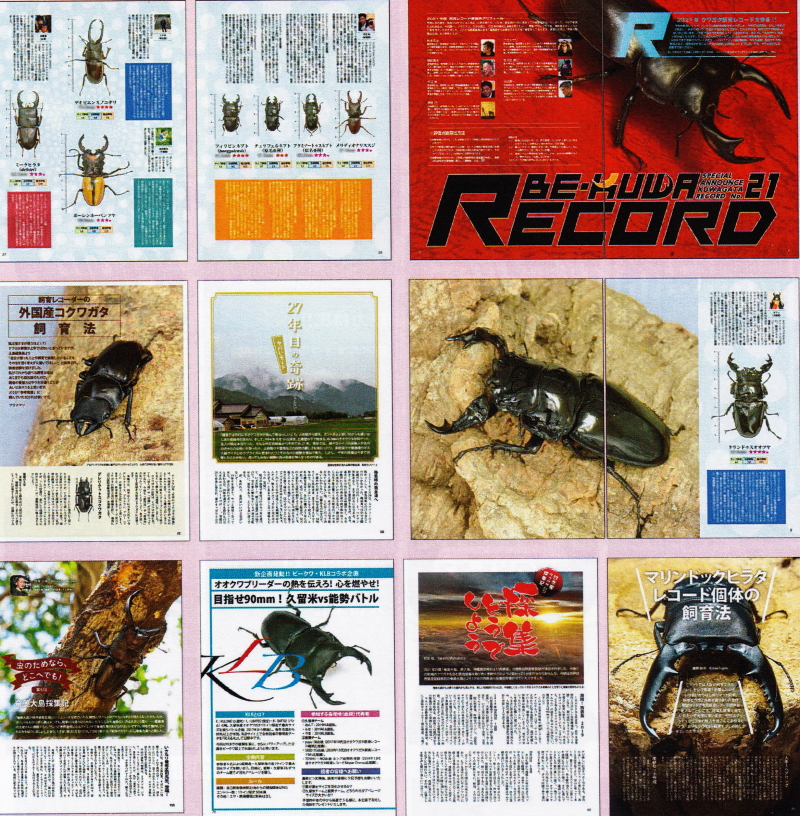 BE・KUWA(ビー・クワ)81号★クワガタ ガブト 飼育レコード発表!