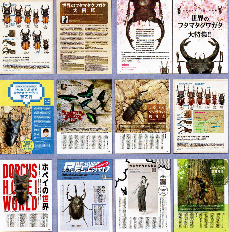 BE・KUWA(ビー・クワ)87号世界のフタマタクワガタ大特集!!