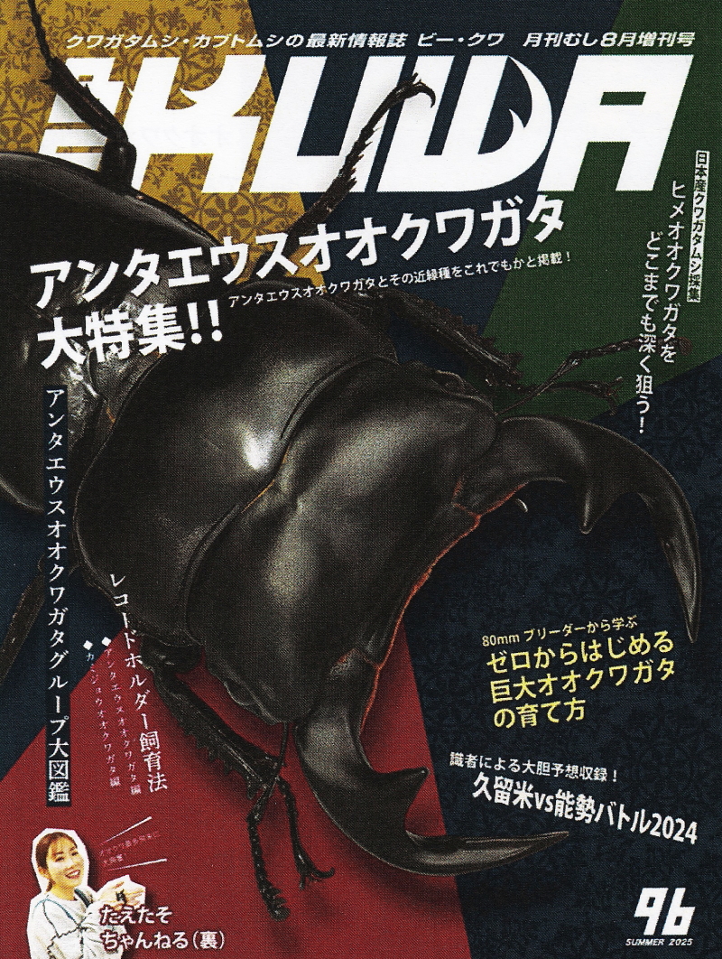 アンタエウスオオクワガタ大特集!!