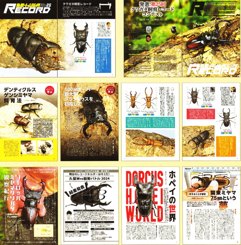 BE・KUWA（ビー・クワ）97号クワガタ飼青レコードコンテスト