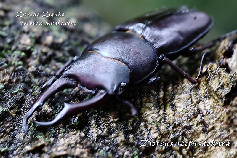 道楽　DOWLUCK 　ドウラク　大阪十三　ワカメカラー 道楽 DOWLUCK ドウラク 大阪十三 ワカメカラー 道楽 DOWLUCK ドウラク