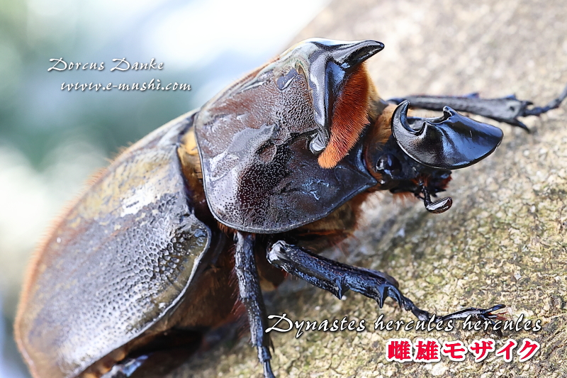 雌雄モザイク 融かし 55㎜ カブトムシ