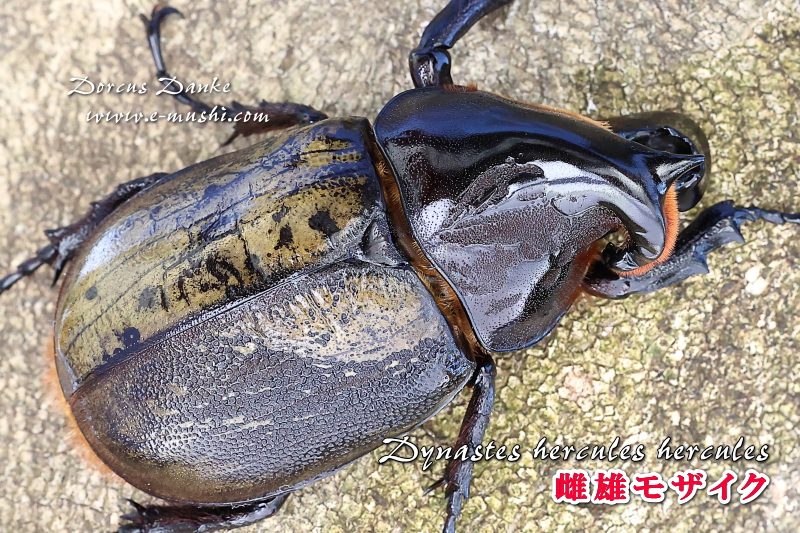 雌雄同体 モザイク【DDA】天然！岡山産カブトムシ 右♂左♀ - 虫類