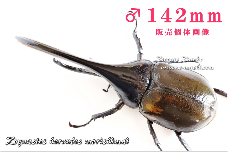 142mmヘラクレス・モリシマイ