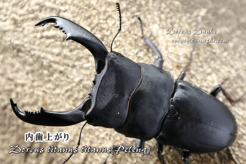 ペレンオオヒラタクワガタ