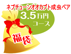 福袋35,000円コース★ネプチューンオオカブト成虫ペアセット_イメージ