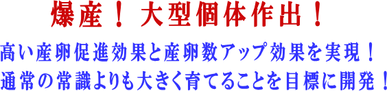 ヒラタ ノコギリクワガタ採卵飼育セット