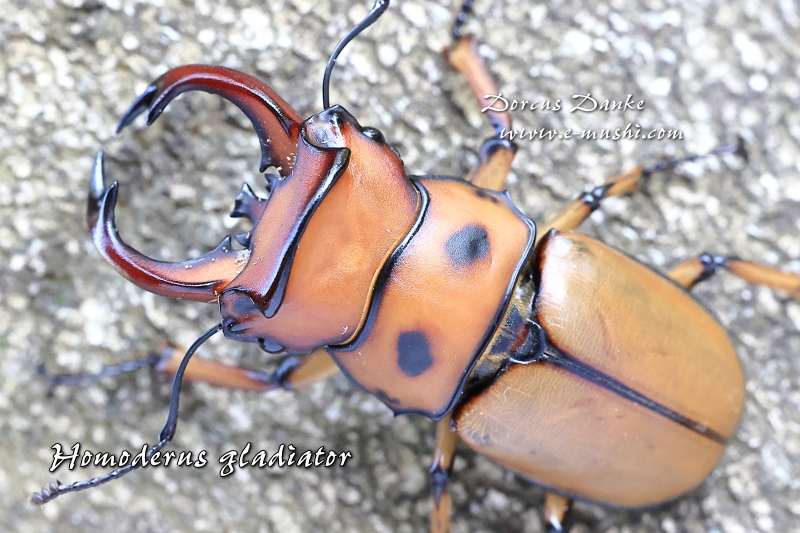 グラディアトールメンガタクワガタ