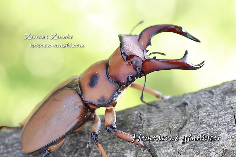 グラディアトールメンガタクワガタ