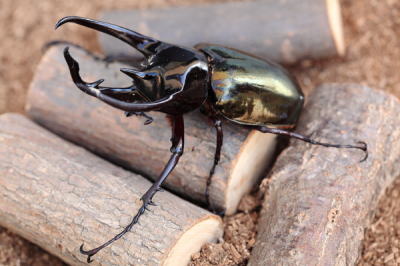 コバエシャッター小で大型のカブトムシに（コーカサスオオカブトに）太をいれてあります